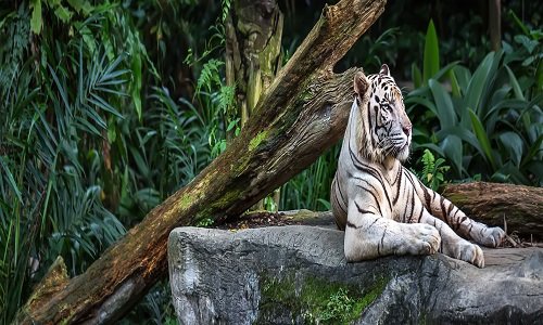 Complete Wildlife Experience