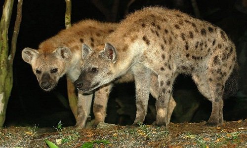 Night Safari Adventure Package
