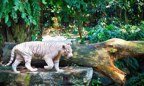 Wildlife Photography Safari